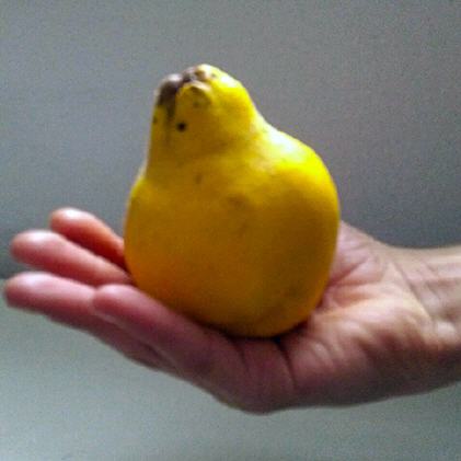 Quitten