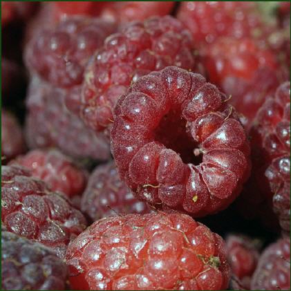 Himbeeren