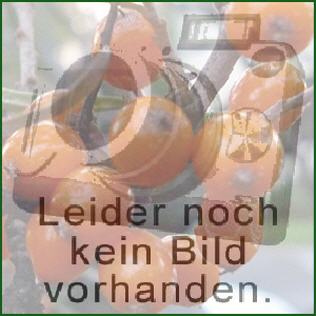 Rhabarber Springbarber� Kickoff�