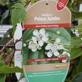M&auml;nnliche Kiwii Prince Jumbo