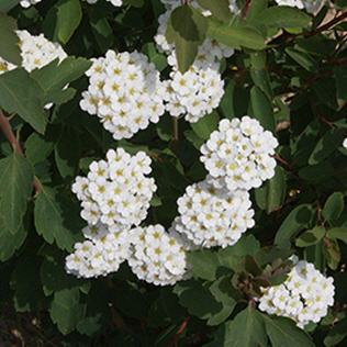 Spiraea vanhouttei