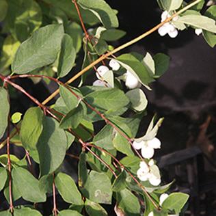 Symphoricarpos albus laevigatus