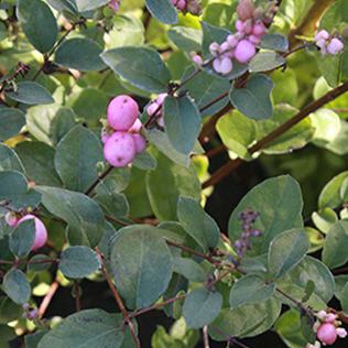 Symphoricarpos doorenbosii Amethyst -S-