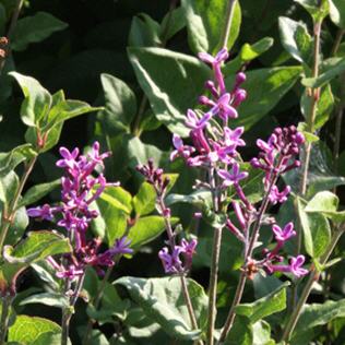 Syringa Bloomerang� Dark Purple