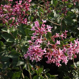 Syringa meyeri Bloomerang� Pink Perfume