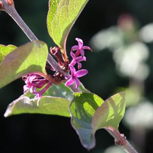 Syringa meyeri Lillifee �