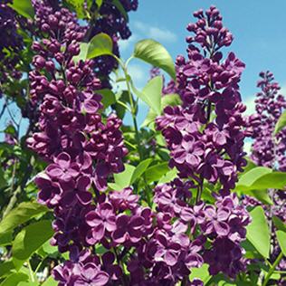 Syringa vulgaris Andenken an Ludwig Sp&auml;th