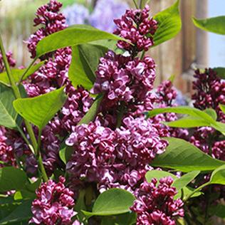Syringa vulgaris Charles Joly