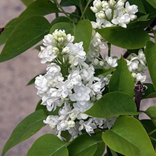 Syringa vulgaris i.S.