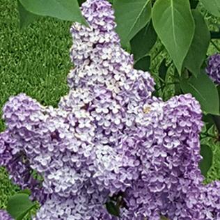 Syringa vulgaris Katharina Havemeyer