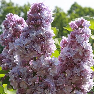 Syringa vulgaris Michel Buchner