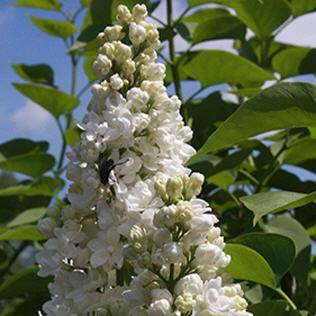 Syringa vulgaris Mme Lemoine