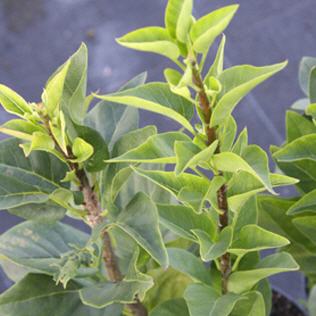 Syringa vulgaris Mrs. Edward Harding