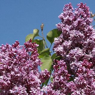 Syringa vulgaris Prince Wolkonsky
