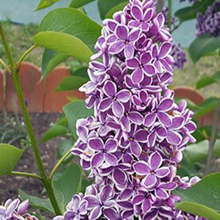 Syringa vulgaris Sensation