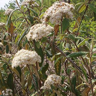 Viburnum burkwoodii