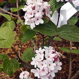 Viburnum carlesii Aurora