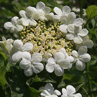 Viburnum opulus