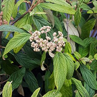 Viburnum rhytidophyllum