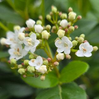 Viburnum tinus