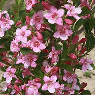 Weigela Eva Rathke