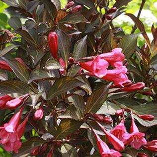 Weigela florida Alexandra
