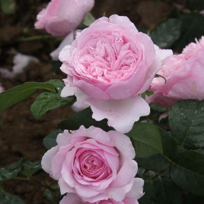 Unique Aroma� Sense of Love �