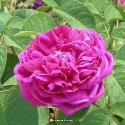 Rose de Resht �